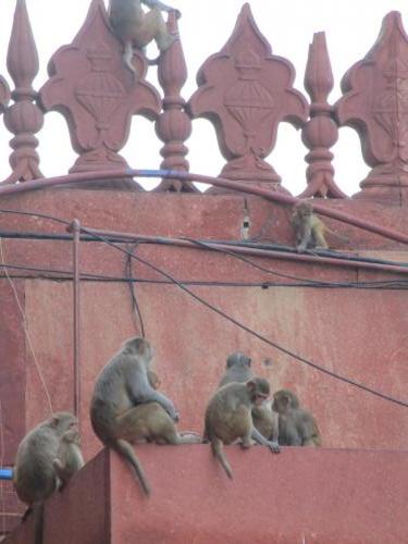 Taj Majal monkeys