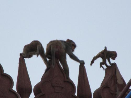 Taj Mahal monkeys