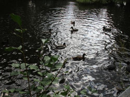 Ducks in Vondelpark