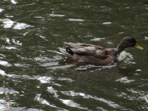 Ducks in Vondelpark