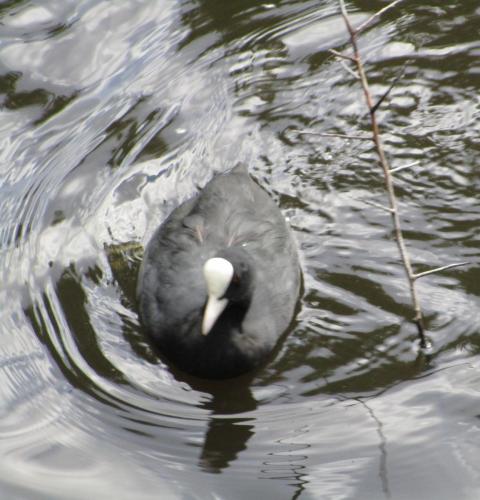 Duck(?) in Vondelpark