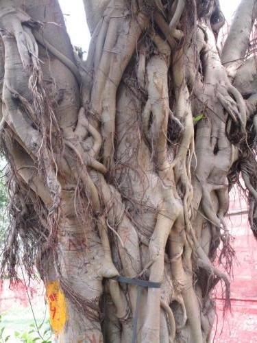 Cool tree trunks at Red Fort (and other places)