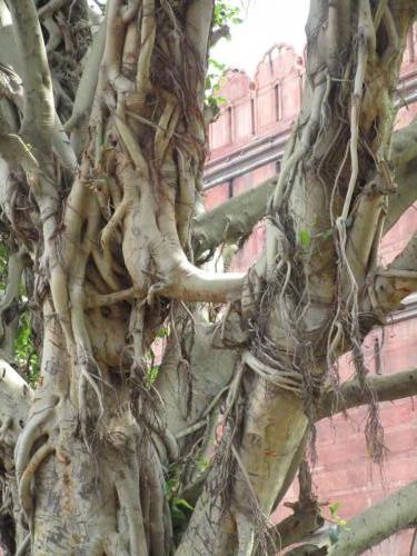 Cool tree by Red Fort