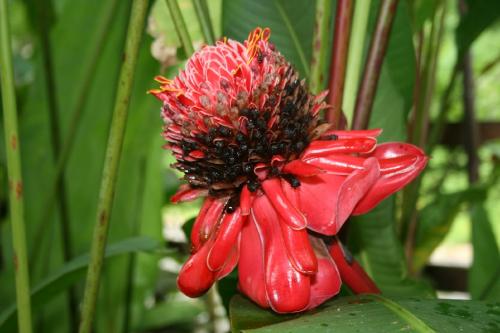 Quepos  and nearby